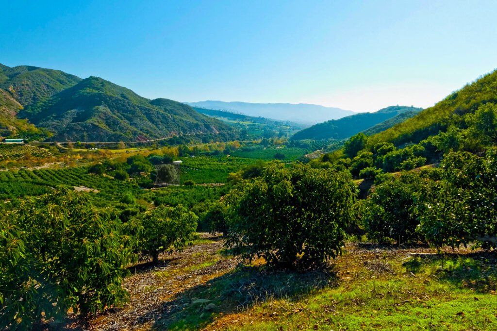 fallbrook bg
